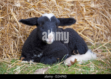 Hausschafe (Ovies Ammon Aries), Rasse: friesische Schafe. Lamm liegend im Stroh Stockfoto