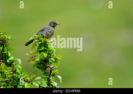 Ein Rock-Pieper (Anthus Petrosus) thront auf der Spitze ein Weißdorn-Busch am Derryguaig auf der Isle of Mull, Schottland. August. Stockfoto