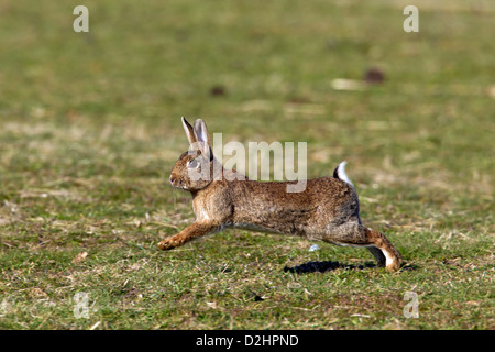 Europäischen Kaninchen (Oryctolagus Cuniculus). Erwachsenen laufen Stockfoto