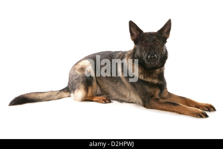 Deutscher Schäferhund, Elsässer. Alleinstehende Erwachsene legen. Studio Bild vor einem weißen Hintergrund Stockfoto