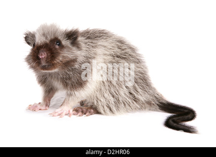 Nördlichen Luzon riesige Wolke Ratte (Phloeomys Pallidus), einzelne Jugendliche. Studio Bild vor einem weißen Hintergrund Stockfoto