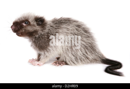 Nördlichen Luzon riesige Wolke Ratte (Phloeomys Pallidus), einzelne Jugendliche. Studio Bild vor einem weißen Hintergrund Stockfoto