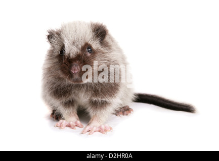 Nördlichen Luzon riesige Wolke Ratte (Phloeomys Pallidus), einzelne Jugendliche. Studio Bild vor einem weißen Hintergrund Stockfoto