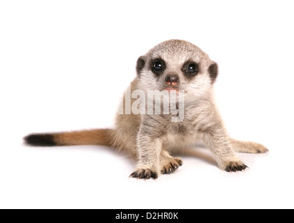 Suricate, Slender-tailed Erdmännchen (Suricata Suricata). Einzelne Jugendliche sitzen. Studio Bild vor einem weißen Hintergrund Stockfoto