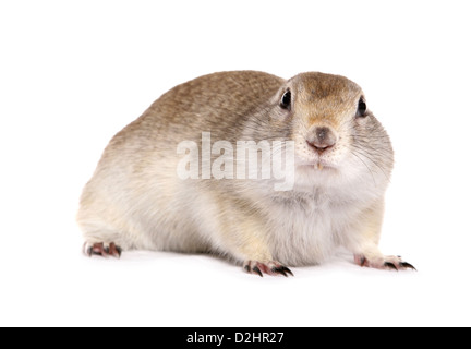 Richardsons Ziesel (Spermophilus Richardsonii), einzelne Erwachsene. Studio Bild vor einem weißen Hintergrund Stockfoto