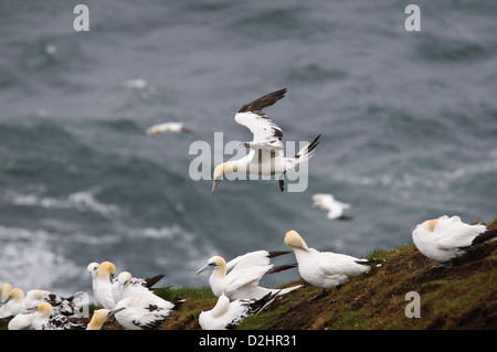 Ein Basstölpel (Morus Bassanus) im vierten Jahr Gefieder, nähert sich die Kolonie am Kopf der Truppe in Aberdeenshire, Schottland. Stockfoto