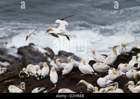 Ein Erwachsener Basstölpel (Morus Bassanus) nähert sich die Kolonie am Kopf der Truppe in Aberdeenshire, Schottland. August. Stockfoto