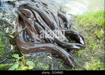 Kurz-finned Aal (Anguilla Australis), Christchurch, Neuseeland Stockfoto