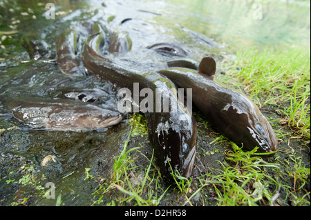 Kurz-finned Aal (Anguilla Australis), Christchurch, Neuseeland Stockfoto