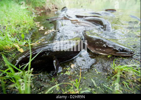 Kurz-finned Aal (Anguilla Australis), Christchurch, Neuseeland Stockfoto