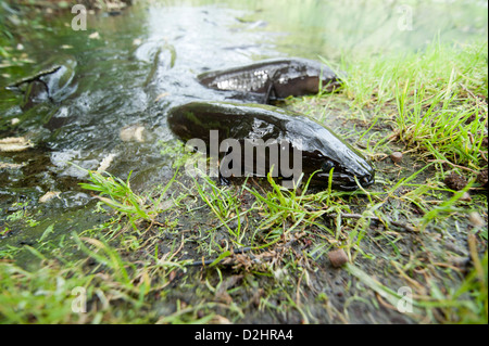 Kurz-finned Aal (Anguilla Australis), Christchurch, Neuseeland Stockfoto