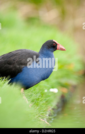 Pukeko (Porphyrio Porphyrio Melanotus), New Zealand lila Swamphen, Christchurch, Neuseeland Stockfoto