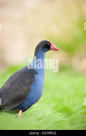 Pukeko (Porphyrio Porphyrio Melanotus), New Zealand lila Swamphen, Christchurch, Neuseeland Stockfoto
