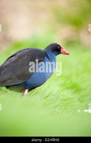 Pukeko (Porphyrio Porphyrio Melanotus), New Zealand lila Swamphen, Christchurch, Neuseeland Stockfoto