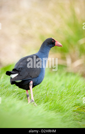 Pukeko (Porphyrio Porphyrio Melanotus), New Zealand lila Swamphen, Christchurch, Neuseeland Stockfoto