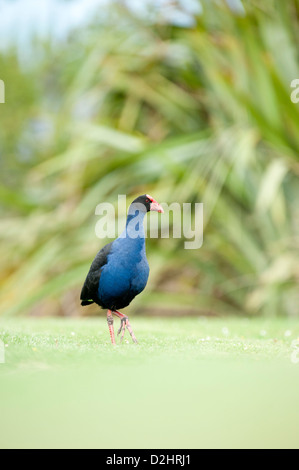Pukeko (Porphyrio Porphyrio Melanotus), New Zealand lila Swamphen, Christchurch, Neuseeland Stockfoto