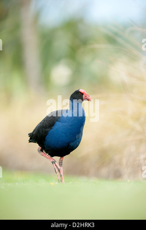 Pukeko (Porphyrio Porphyrio Melanotus), New Zealand lila Swamphen, Christchurch, Neuseeland Stockfoto