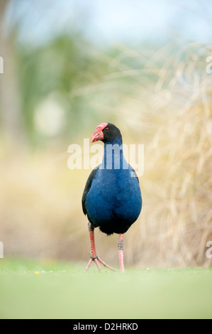 Pukeko (Porphyrio Porphyrio Melanotus), New Zealand lila Swamphen, Christchurch, Neuseeland Stockfoto