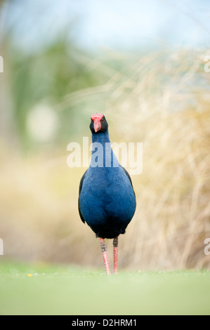 Pukeko (Porphyrio Porphyrio Melanotus), New Zealand lila Swamphen, Christchurch, Neuseeland Stockfoto