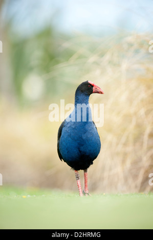 Pukeko (Porphyrio Porphyrio Melanotus), New Zealand lila Swamphen, Christchurch, Neuseeland Stockfoto