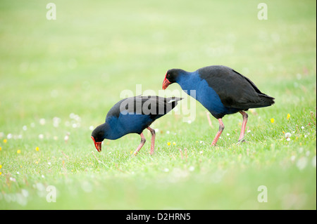 Pukeko (Porphyrio Porphyrio Melanotus), New Zealand lila Swamphen, Christchurch, Neuseeland Stockfoto