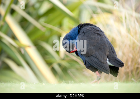 Pukeko (Porphyrio Porphyrio Melanotus), New Zealand lila Swamphen, Christchurch, Neuseeland Stockfoto