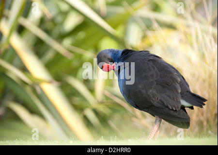 Pukeko (Porphyrio Porphyrio Melanotus), New Zealand lila Swamphen, Christchurch, Neuseeland Stockfoto