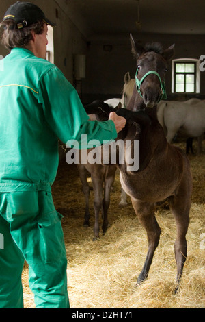 Lipizzaner. Mitarbeiter des Gestüts Lipica spielen mit Fohlen in einem stabilen, Slowenien auf dem Bauernhof Stockfoto