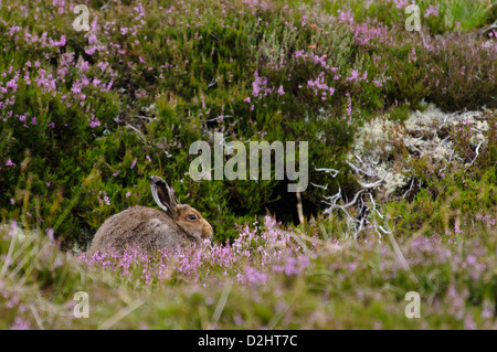 Ein Schneehase (Lepus Timidus) im Sommer Fell im hohen Heidekraut in den Monadhliath Bergen oberhalb der Findhorn-Tal Stockfoto