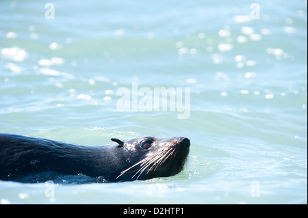 New Zealand Seebär (Arctocephalus Forsteri), Kaikoura, Neuseeland Stockfoto
