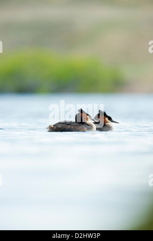 Australasian crested Haubentaucher (Podiceps Cristatus) am Lake Alexandrina, Südinsel, Neuseeland Stockfoto