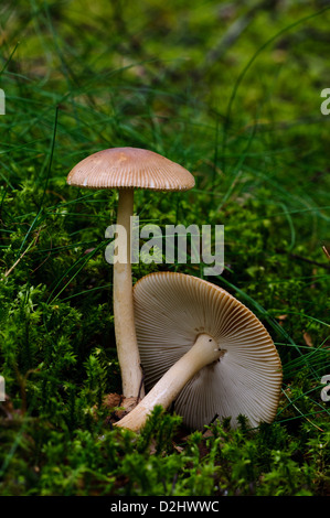 Tawny Grisette (Amanita Fulva) Pilze wachsen in Moos an den Ufern des Loch Ruthven in Inverness-Shire, Schottland. August. Stockfoto