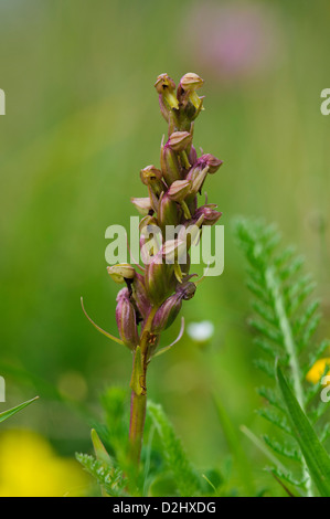 Eine einzelne Blütenrispe Frosch Orchidee (Dactylorhiza Viridis) in eine Wildblumenwiese in der Nähe von Grantown auf Spey, Morayshire, Schottland. Stockfoto