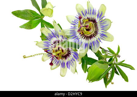 Passionsblume (Passiflora) isoliert auf weißem Hintergrund. Isoliert mit Beschneidungspfad. Sommerblume. Adobe RGB. DFF-Bild Stockfoto