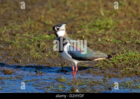 Nördlichen Kiebitz (Vanellus Vanellus) auf Nahrungssuche am Ufer des Sees von Feuchtgebiet Stockfoto