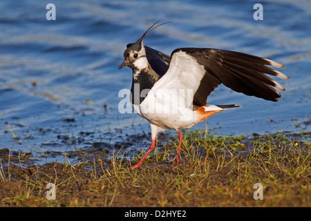 Nördlichen Kiebitz (Vanellus Vanellus) Flügel am Ufer des Sees von Feuchtgebieten ausbreitet Stockfoto