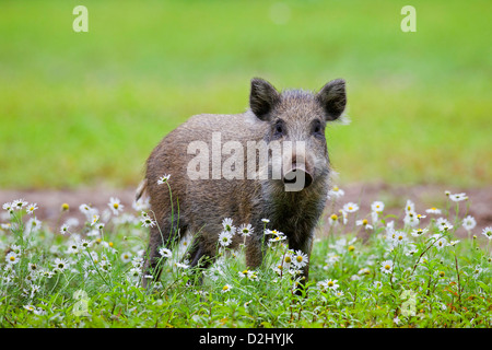 Junges Wildschwein (Sus Scrofa) juvenile in Wiese mit Wildblumen, Deutschland Stockfoto