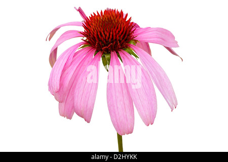 Echinacea Purpurea (Sonnenhut) auf weißem Hintergrund. Isoliert mit Beschneidungspfad. Adobe RGB. DFF-Bild Stockfoto