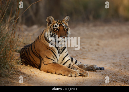 Wilder bengalischer Tiger, Panthera tigris, liegt auf der Strecke, Ranthambore-Nationalpark, Indien Stockfoto