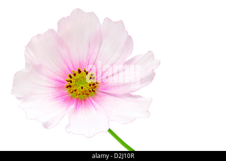 Kosmos-Blume auf weißem Hintergrund. Isoliert mit Beschneidungspfad. Adobe RGB. DFF-Bild Stockfoto