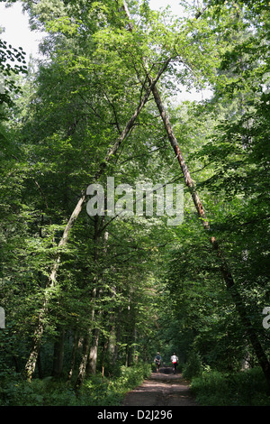 Bialowieza, Polen, Pfad durch den Wald von Białowieża-Nationalpark Stockfoto