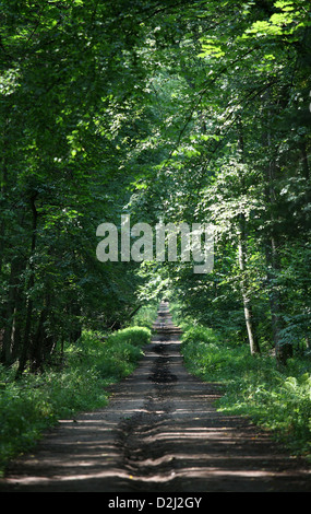 Bialowieza, Polen, Pfad durch den Wald von Białowieża-Nationalpark Stockfoto