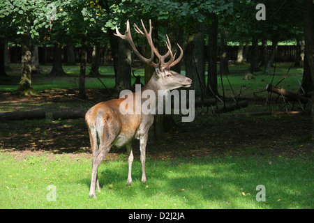 Bialowieza, Polen, Rotwild in einem Safari-Park, das gehört zum Nationalpark Bialowieza Stockfoto