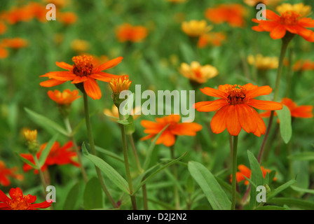 Schöne Blumen in Orange Farbe, Nong Nooch Village, Pattaya City, Thailand Stockfoto