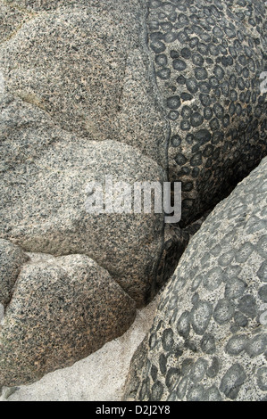 Ausläufer des endständigen Granit - Detail. Orbicular Granite Naturschutzgebiet, 15km nördlich von Caldera, Chile, Südamerika. Stockfoto