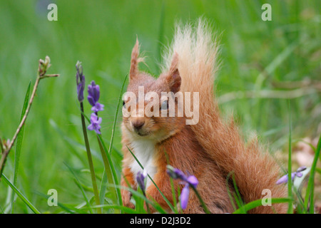 Eichhörnchen (Sciurus Vulgaris) in den Wald, Hochland, Schottland, Großbritannien Stockfoto