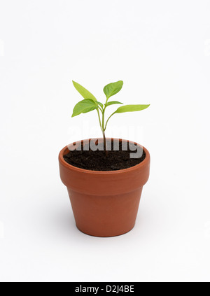 Sämling einer Paprika Pflanze, Capsicum annuum Stockfoto