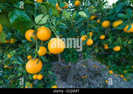 Weitwinkel nehmen eines Zweiges voller reifer Orangen vor dem Hintergrund des Baumes Stockfoto
