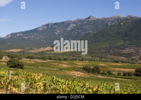 Korsika: Vallee de Orto - Domaine Saparale / Herbst Farben der Reben mit Tal im Hintergrund Stockfoto