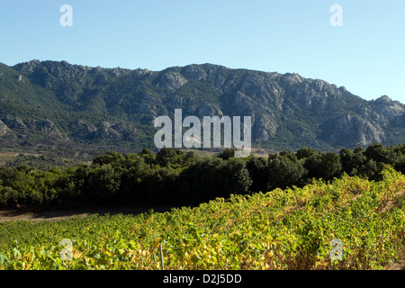 Korsika: Vallee de Orto - Domaine Saparale / Herbst Farben der Reben mit Tal im Hintergrund Stockfoto